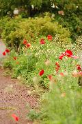 爱乡土 走道观花-日本风景街道三乡段-5