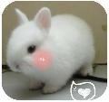可愛滴小白兔