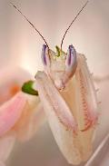 世界最美的螳螂&最溫情的攝影作品