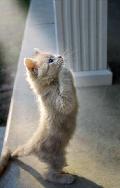 祈禱的貓